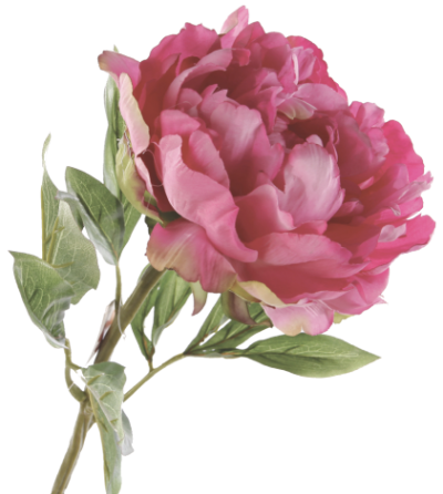 Peony Images PNG PNG Images