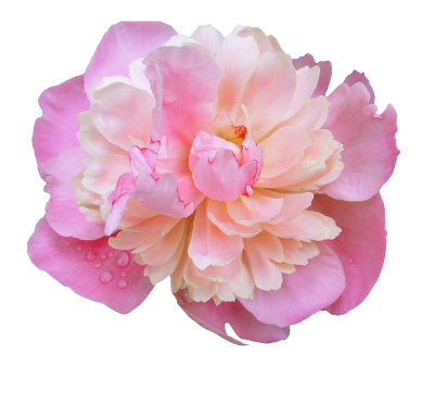 Peonies Wonderful Picture Images PNG Images