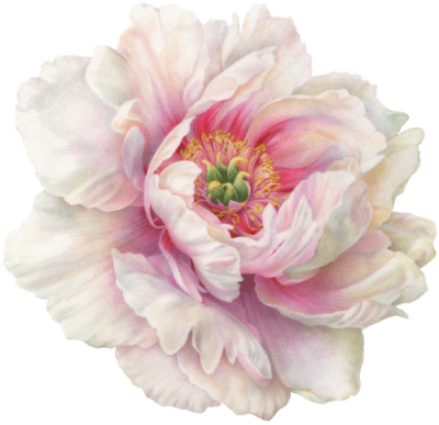 Peony PNG Icon PNG Images