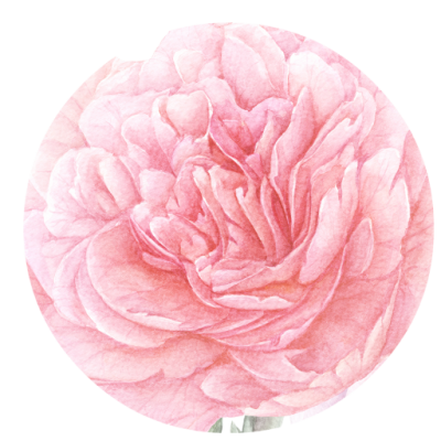 Peony Free PNG PNG Images