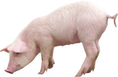 Bowing Pig Picture Hd Background PNG Images