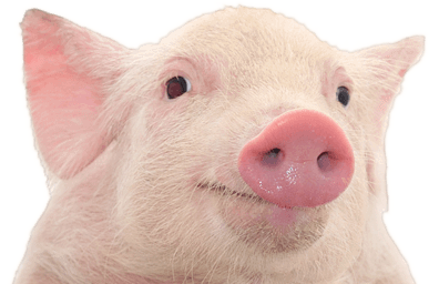 Laughing Pig Hd Free PNG Images