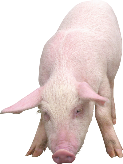 Real Pig images Png Free Download PNG Images