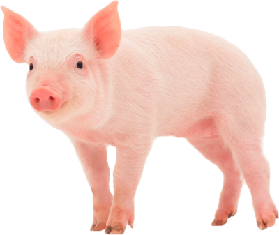 Standing Baby Pig Transparent Photo Download, Animal PNG Images
