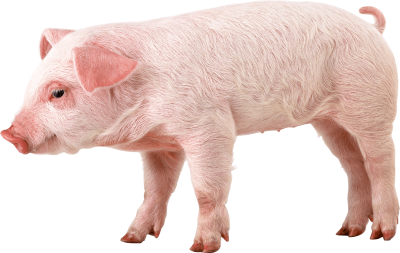 Left Looking Pink Baby Pig Hd Free Clipart PNG Images
