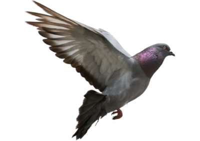 Pigeon Hd Image 14 PNG Images