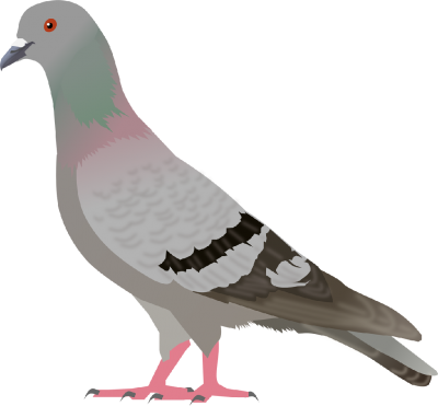 Pigeon Clipart Photos PNG Images