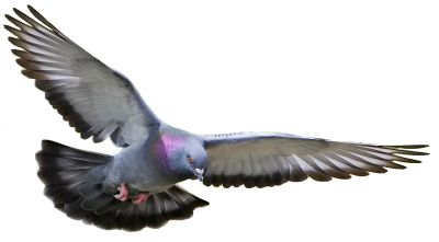Pigeon Clipart Photo PNG Images
