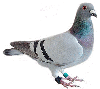 Pigeon Icon PNG Images
