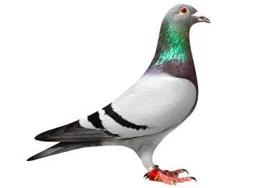 Pigeon PNG Images