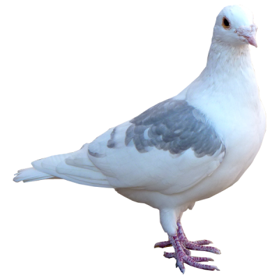 Pigeon Free Transparent 16 PNG Images
