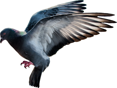 Pigeon Best PNG Images