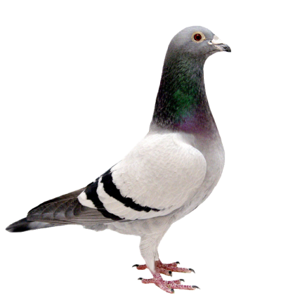 Pigeon High Quality PNG Images