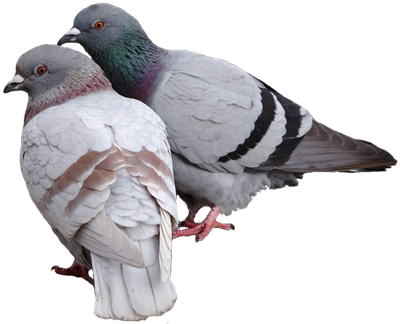 Pigeon Cut Out 20 PNG Images