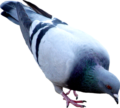 Pigeon Hd Image PNG Images