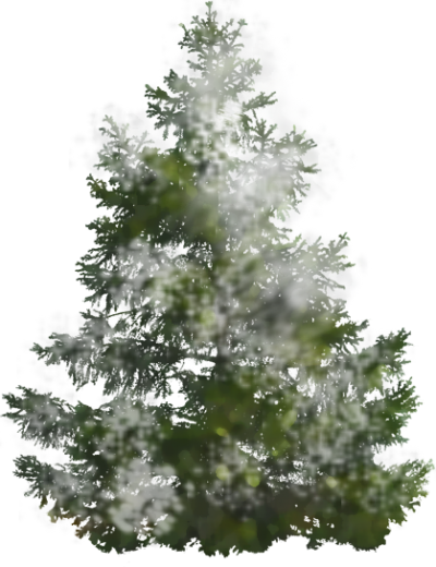 Background Pine Tree PNG Images
