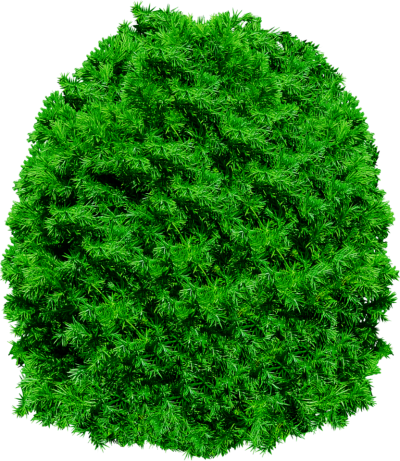 Clipart Pine Tree Transparent PNG Images