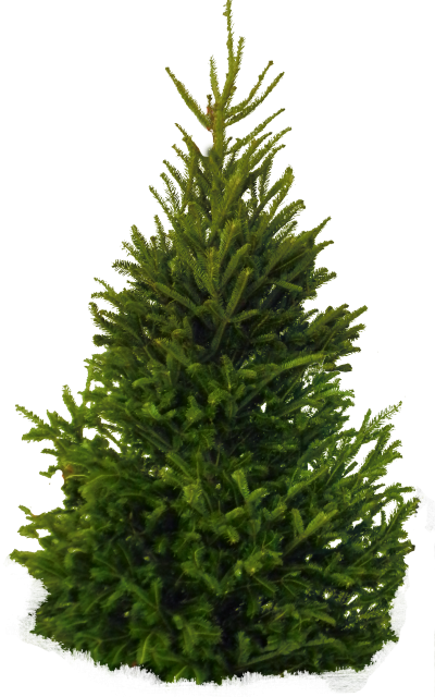 Icon Clipart Pine Tree PNG Images