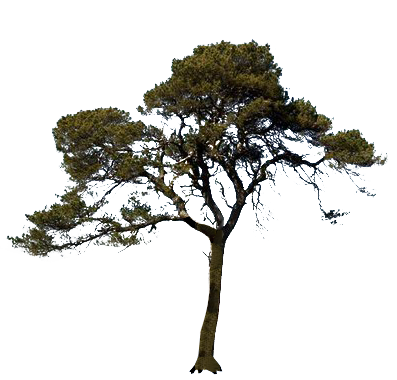 Icon Pine Tree PNG PNG Images