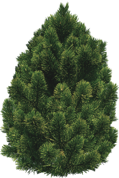Download PiNE TREE Free PNG transparent image and clipart