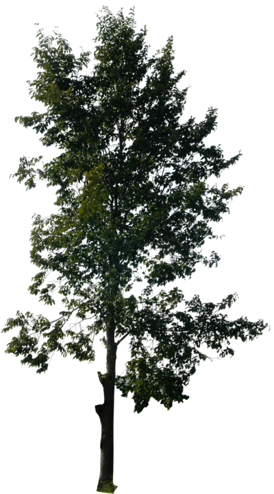Pine Tree Free Download Transparent PNG Images