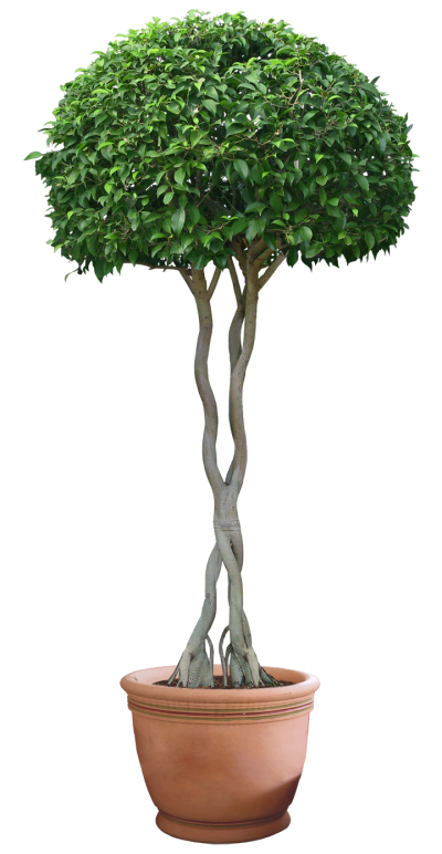 Plant Tree Png 9 PNG Images