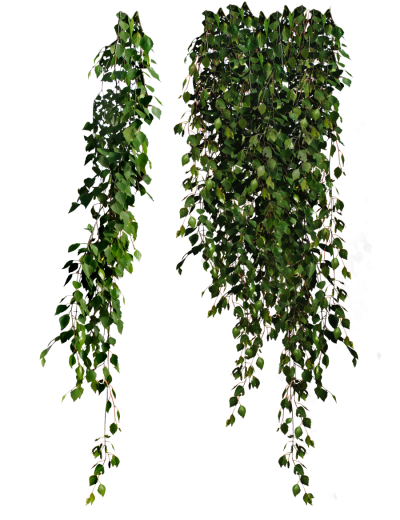 Plant PNG Picture PNG Images