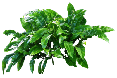Plants High Quality PNG PNG Images