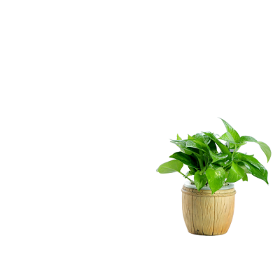 Plants PNG Images PNG Images