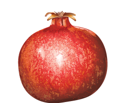 Pomegranate Transparent Picture PNG Images