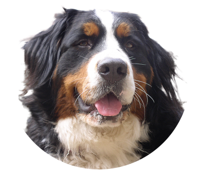 Dog Puppy Face Png PNG Images