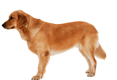 Golden Dog Puppy Png PNG Images