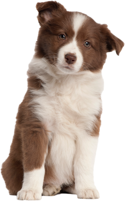 White Brown Fluffy Puppy Dog Transparent Image PNG Images