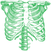 Green Rib Cage Png Transparent images PNG Images