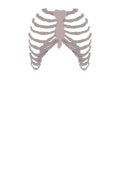 Rib Cage Anterior Png PNG Images