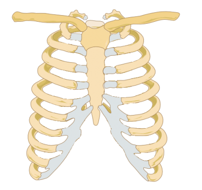 Rib Cage images PNG Images