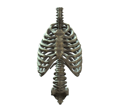 Rib Cage Png Transparent images PNG Images