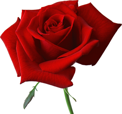 Download ROSE Free PNG transparent image and clipart