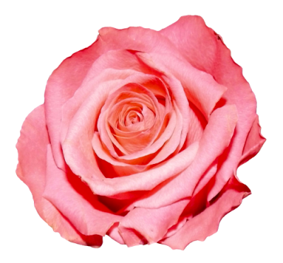 PVcirtual: Pink Rose Flower Images Hd Png