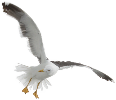 Seagull Transparent Image PNG Images
