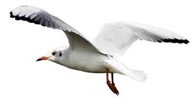 Seagull Background PNG Images