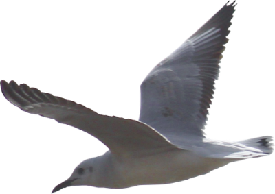Seagull Free Transparent Png PNG Images