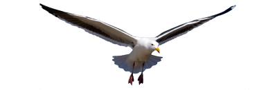 Seagull Free Download PNG Images