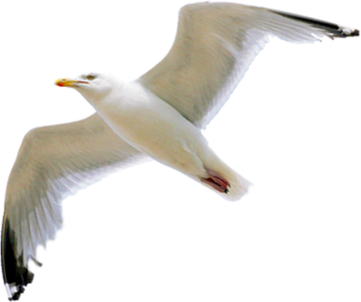Seagull Free Download Transparent PNG Images