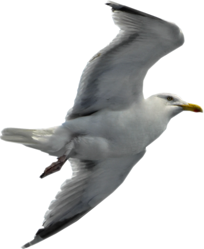 Seagull Cut Out Png PNG Images