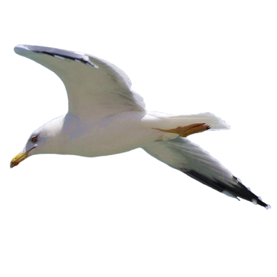 Seagull Clipart Photo PNG Images