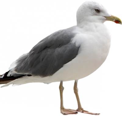 Seagull PNG Picture PNG Images