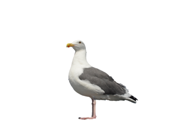 Seagull High Quality PNG PNG Images