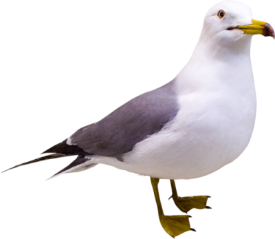 Seagull Images PNG PNG Images