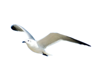 Seagull Picture PNG Images